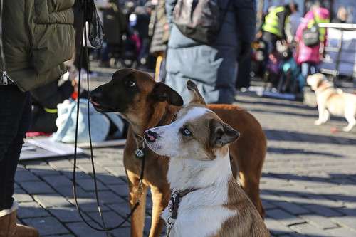 Galgo Marsch Köln 2025 847.jpg