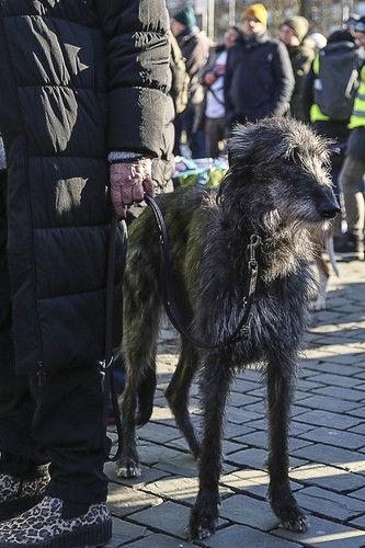 Galgo Marsch Köln 2025 869.jpg