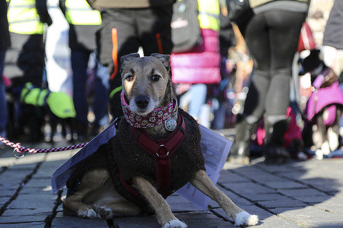 Galgo Marsch Köln 2025 849.jpg