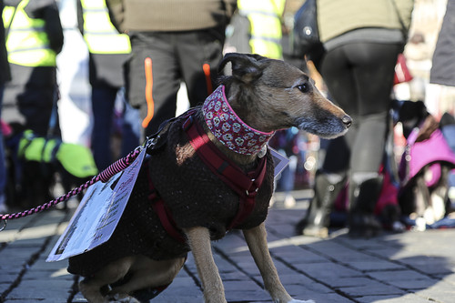 Galgo Marsch Köln 2025 850.jpg