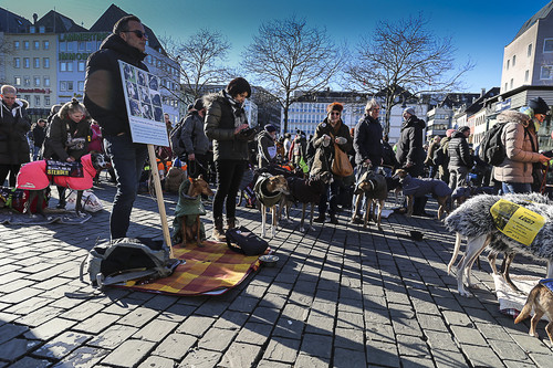 Galgo Marsch Köln 2025 846.jpg