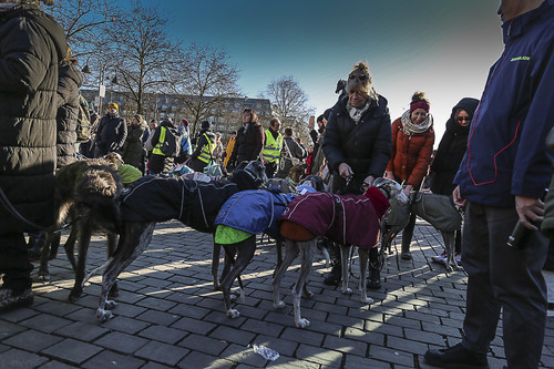 Galgo Marsch Köln 2025 867.jpg