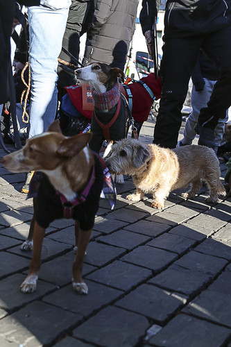 Galgo Marsch Köln 2025 864.jpg