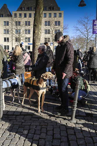 Galgo Marsch Köln 2025 884.jpg