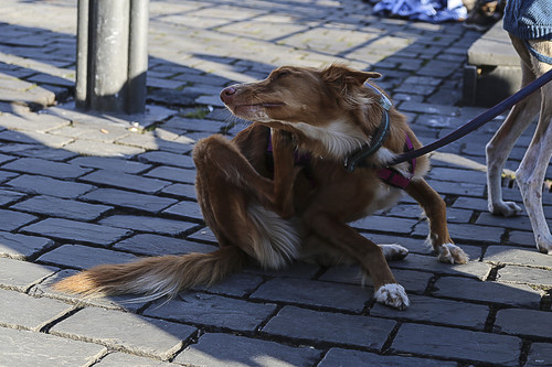 Galgo Marsch Köln 2025 893.jpg