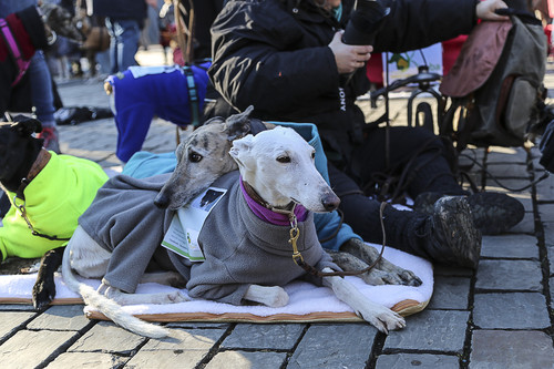 Galgo Marsch Köln 2025 874.jpg