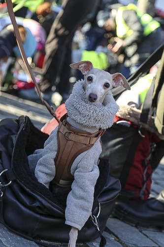 Galgo Marsch Köln 2025 878.jpg
