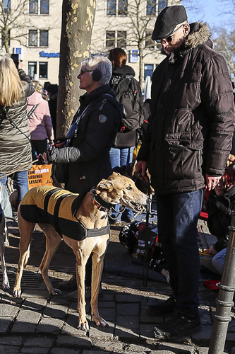 Galgo Marsch Köln 2025 886.jpg