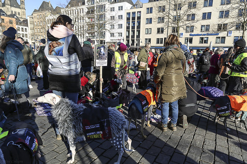 Galgo Marsch Köln 2025 875.jpg