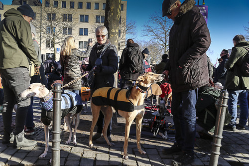 Galgo Marsch Köln 2025 880.jpg