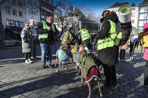 Galgo Marsch Köln 2025 896.jpg