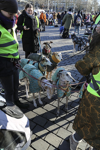 Galgo Marsch Köln 2025 898.jpg