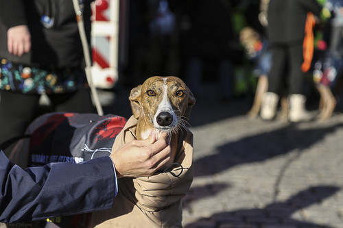 Galgo Marsch Köln 2025 887.jpg