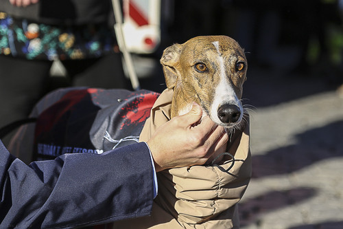 Galgo Marsch Köln 2025 888.jpg