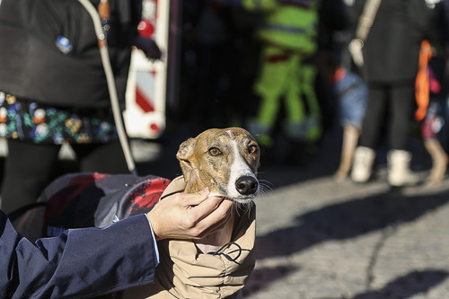 Galgo Marsch Köln 2025 889.jpg
