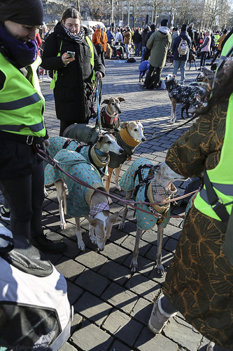 Galgo Marsch Köln 2025 899.jpg