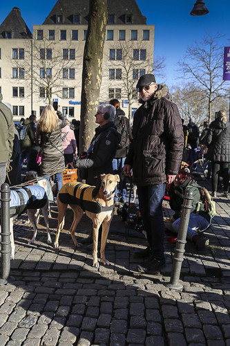 Galgo Marsch Köln 2025 885.jpg