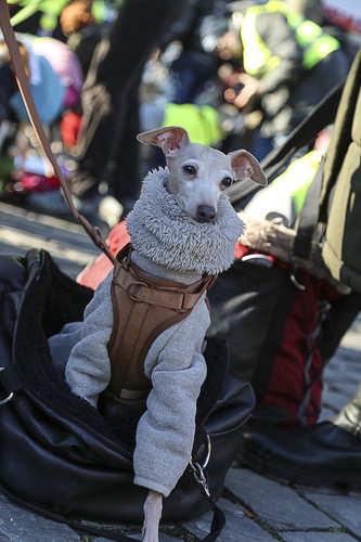 Galgo Marsch Köln 2025 879.jpg