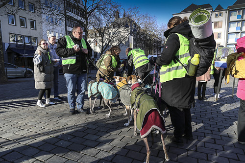 Galgo Marsch Köln 2025 895.jpg