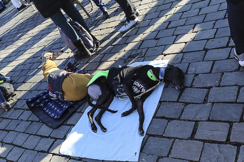 Galgo Marsch Köln 2025 891.jpg