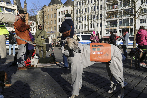 Galgo Marsch Köln 2025 900.jpg