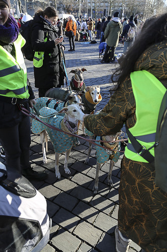Galgo Marsch Köln 2025 897.jpg