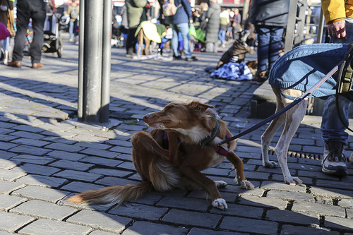 Galgo Marsch Köln 2025 892.jpg