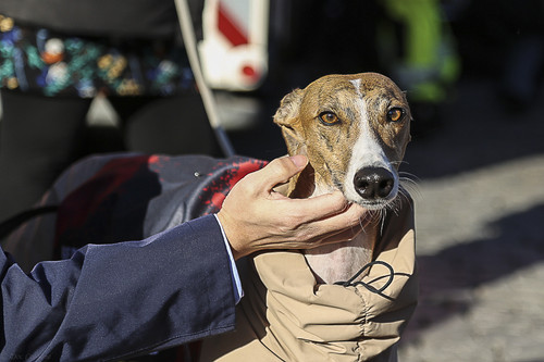 Galgo Marsch Köln 2025 890.jpg