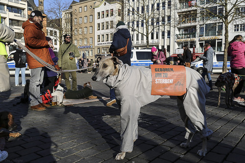 Galgo Marsch Köln 2025 901.jpg
