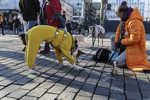 Galgo Marsch Köln 2025 768.jpg