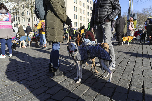 Galgo Marsch Köln 2025 754.jpg