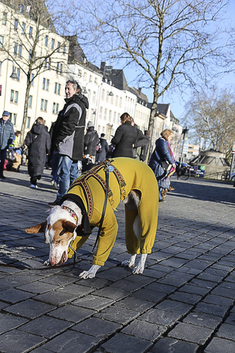 Galgo Marsch Köln 2025 773.jpg