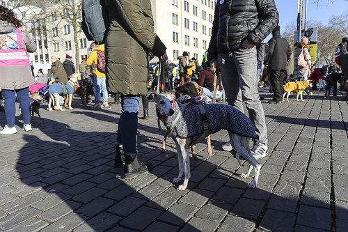 Galgo Marsch Köln 2025 752.jpg