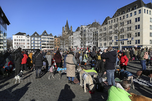 Galgo Marsch Köln 2025 758.jpg