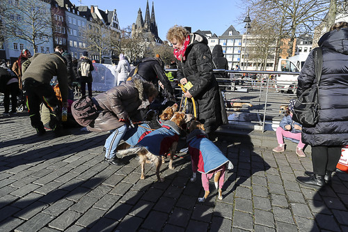 Galgo Marsch Köln 2025 749.jpg