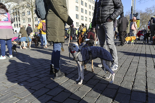 Galgo Marsch Köln 2025 753.jpg