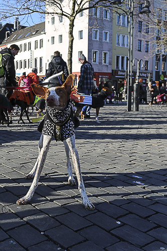 Galgo Marsch Köln 2025 762.jpg