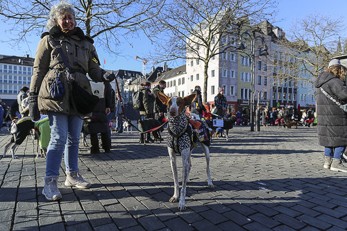 Galgo Marsch Köln 2025 765.jpg