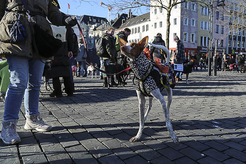Galgo Marsch Köln 2025 763.jpg