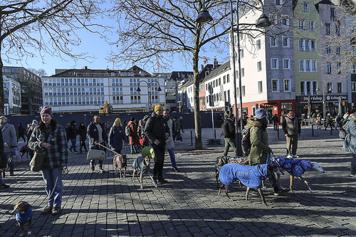 Galgo Marsch Köln 2025 760.jpg