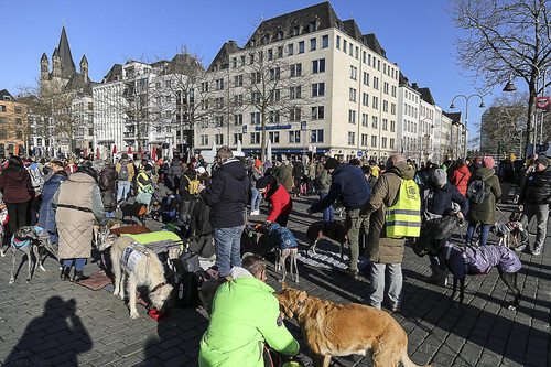 Galgo Marsch Köln 2025 759.jpg