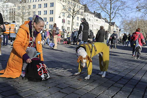Galgo Marsch Köln 2025 772.jpg