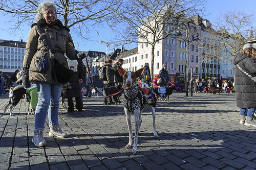 Galgo Marsch Köln 2025 766.jpg