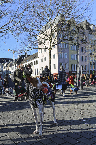 Galgo Marsch Köln 2025 767.jpg