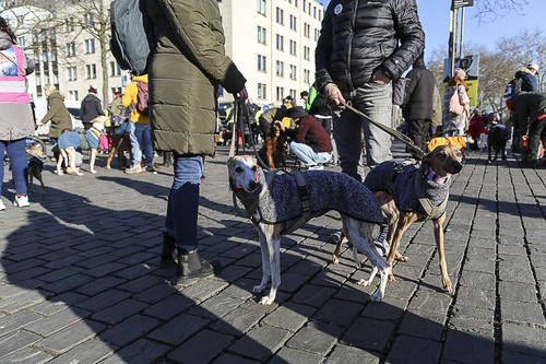 Galgo Marsch Köln 2025 755.jpg