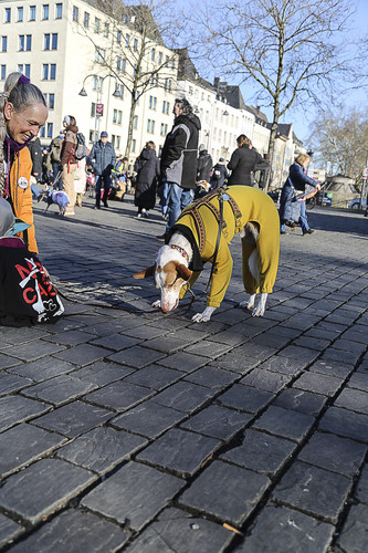 Galgo Marsch Köln 2025 774.jpg