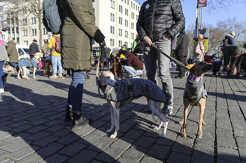 Galgo Marsch Köln 2025 756.jpg