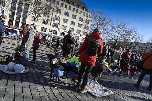 Galgo Marsch Köln 2025 907.jpg