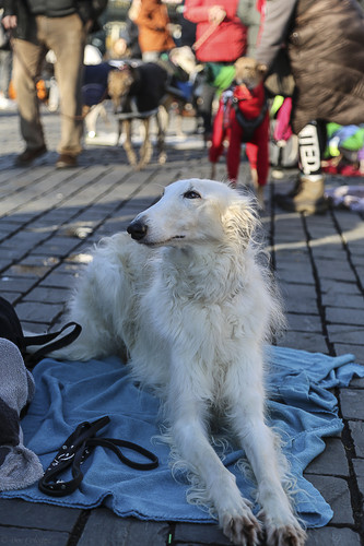 Galgo Marsch Köln 2025 915.jpg