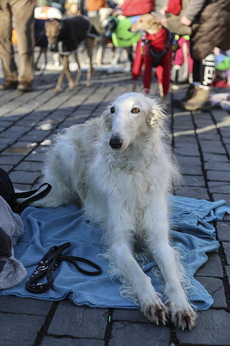 Galgo Marsch Köln 2025 917.jpg